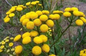 Musuh dari Tansy