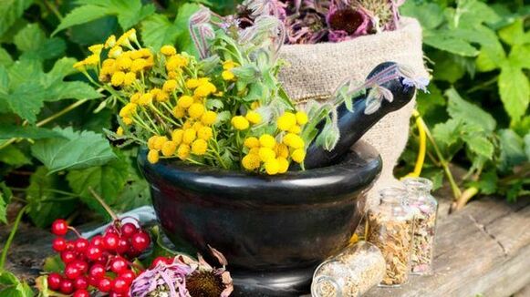 herbal melawan cacing